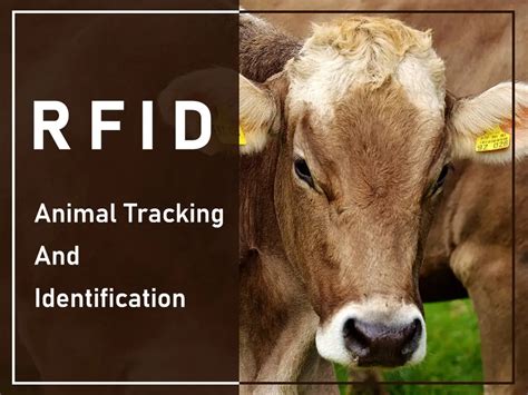 can rfid track animals|rfid for animal tracking.